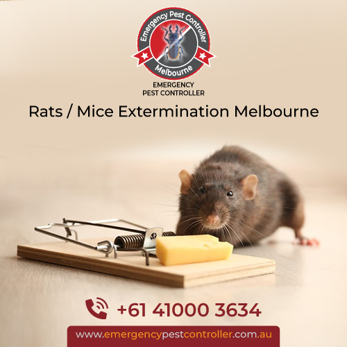 Mice Control