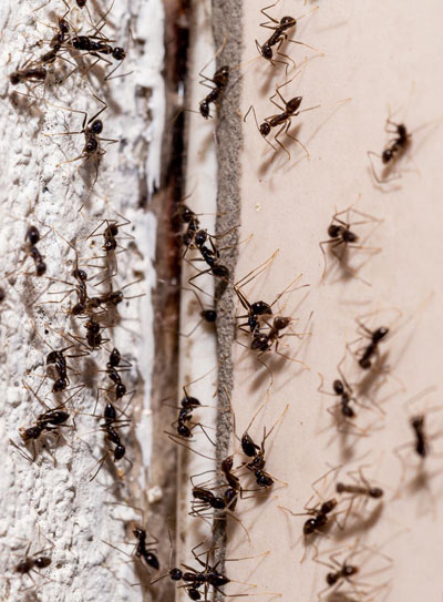 Ant Infestation Control Geelong