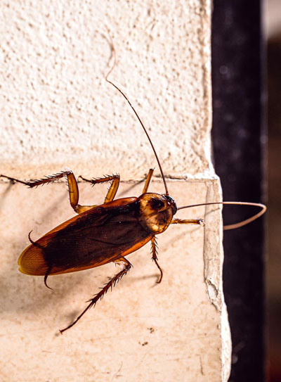 Cockroach Control Geelong