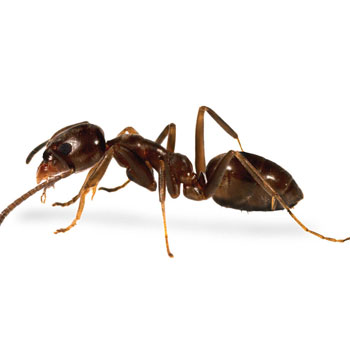 ants-pest-control