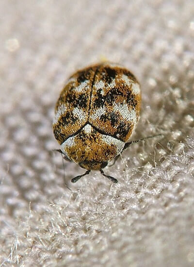 Carpet Beetles Control Geelong